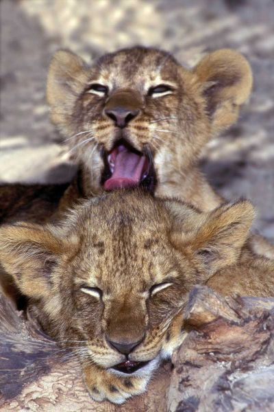 CA, Los Angeles Co, African lion cubs